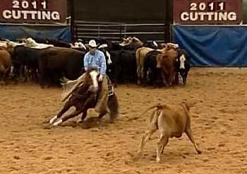 CD Sonita<br>AQHA 4716164