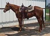 Comon Man<br>AQHA 5330434
